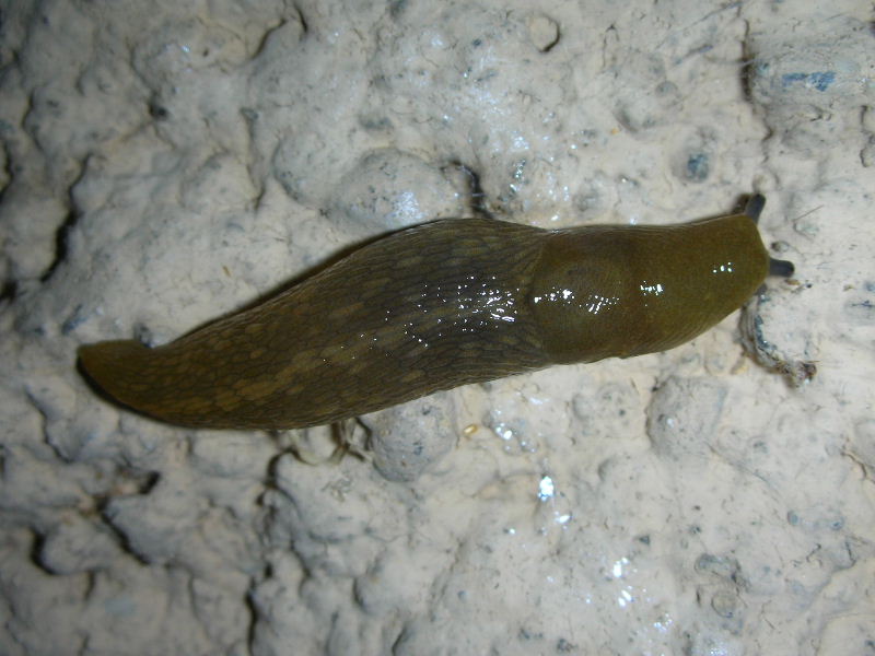 Limacus flavus juv.